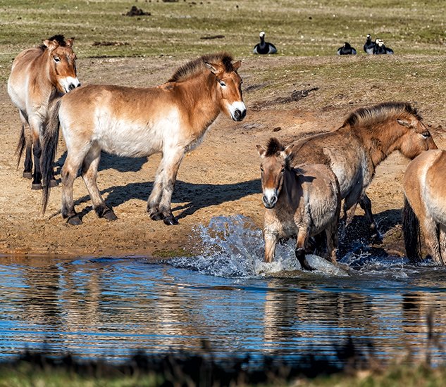Hustai National Park